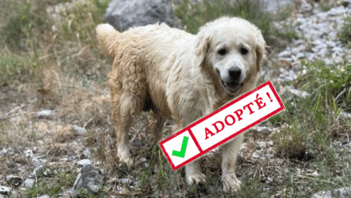 𝐒𝐘𝐋𝐕𝐈𝐀