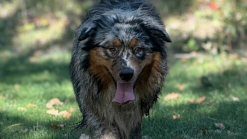 𝗔𝗟𝗔𝗜̈𝗔