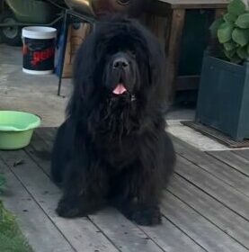 PADDY